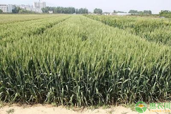 小麦品种山农系列哪个表现最好?