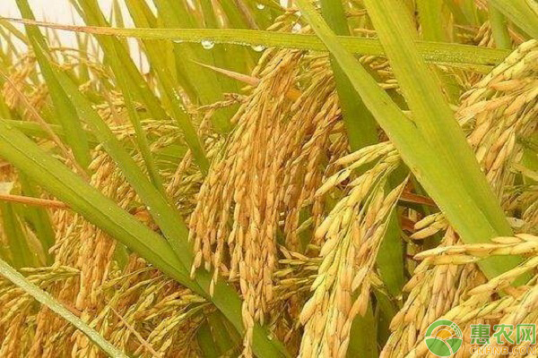 今日水稻价格多少钱一斤?2019水稻种哪个品种好?