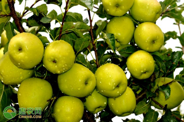 惠农网团队产销对接小金苹果，增加果农收入，助力产业脱贫！
