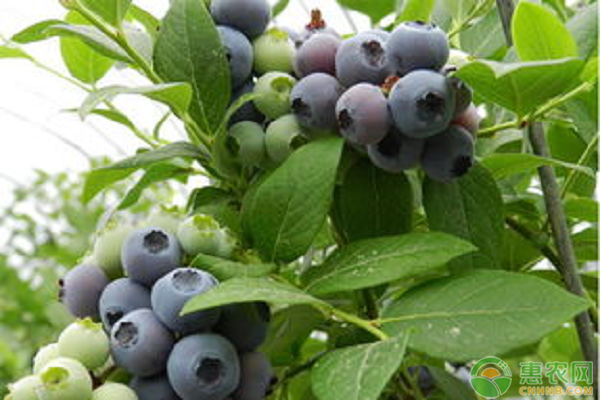 蓝莓价格多少钱一斤？蓝莓应该如何栽培？