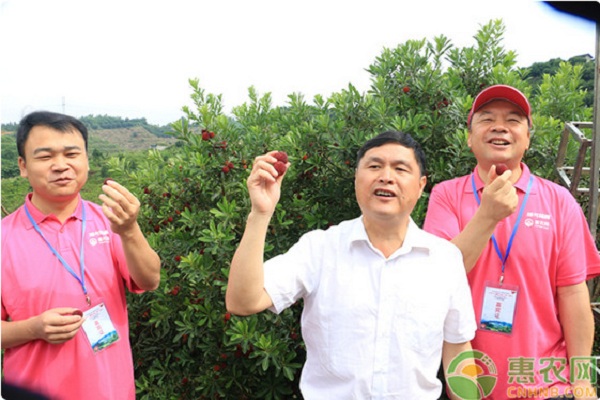 发展县域特色农业 惠农网团队助推靖州杨梅品牌软实力建设