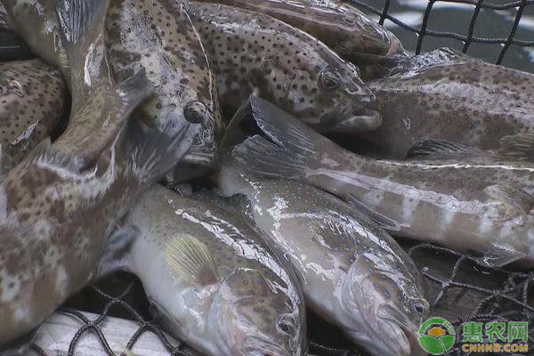 2019野生石斑鱼多少钱一斤