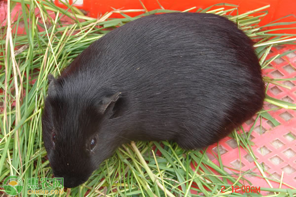 黑豚鼠价格多少钱一只？桂林黑豚鼠养殖技巧