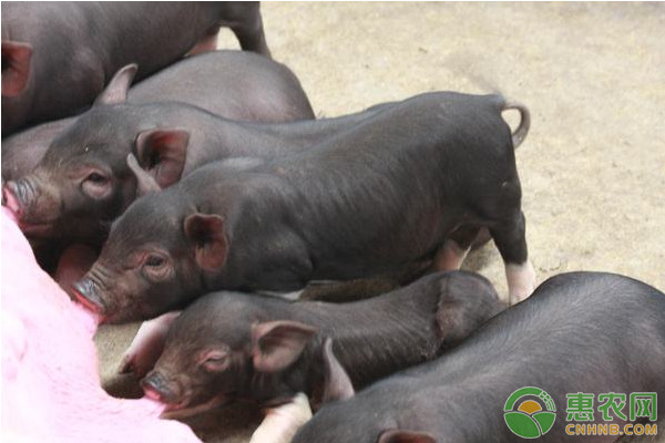 农村养猪有哪些补贴？这几个政策你都了解吗？