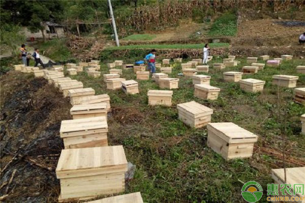 贵州蜜蜂养殖技术