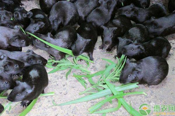 黑豚鼠吃什么草？一只黑豚鼠能长几斤？