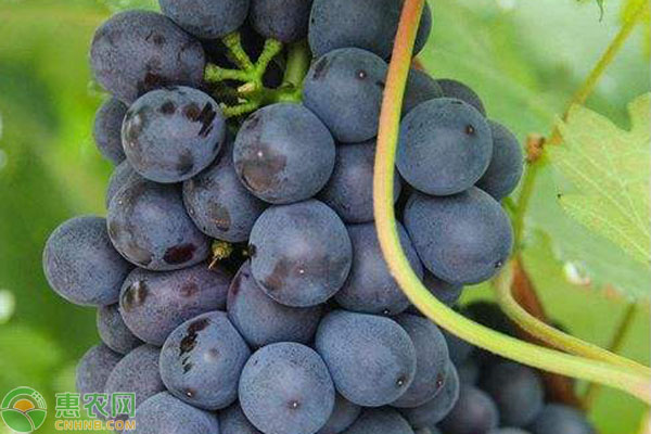 早熟葡萄品种