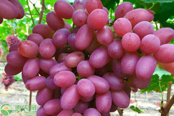极早熟葡萄品种
