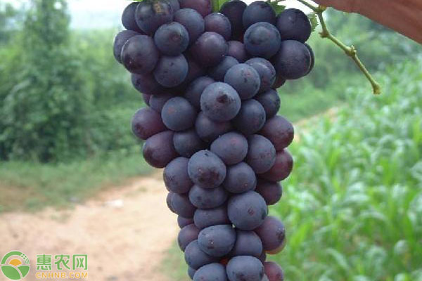 早熟的葡萄品种有哪些？最好的极早熟葡萄品种推荐