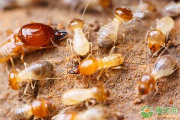 家里发现白蚁怎么消灭？家里进蚂蚁是什么原因？