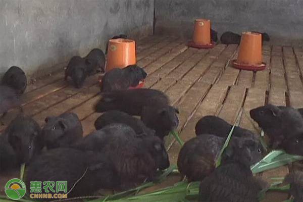 黑豚鼠价格
