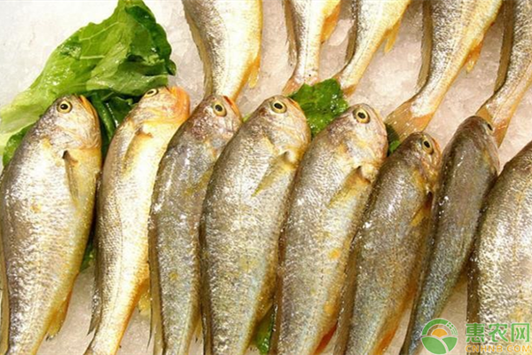 黄花鱼营养价值