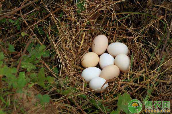 国庆期间，鸡蛋价格多少钱一斤？9月30日全国鸡蛋价格最新行情