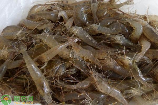 青虾价格多少钱一斤