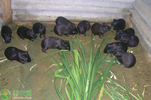 黑豚鼠养殖技术