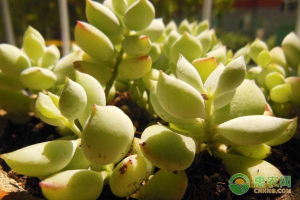 新手如何选购多肉植物？这几个小技巧你应该知道！