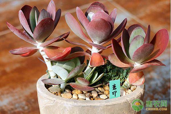 新手如何选购多肉植物？这几个小技巧你应该知道！