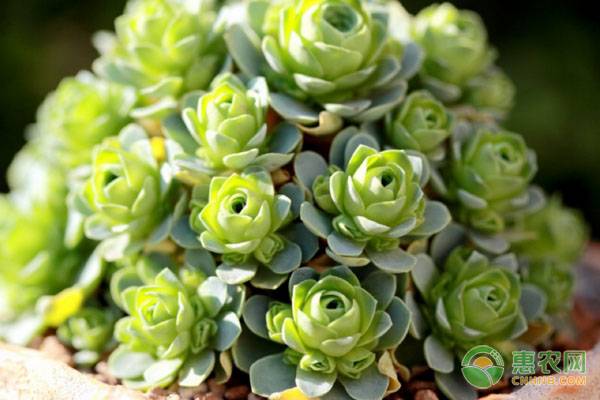 新手如何选购多肉植物？这几个小技巧你应该知道！
