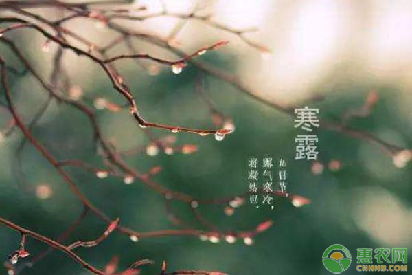寒露是什么时候