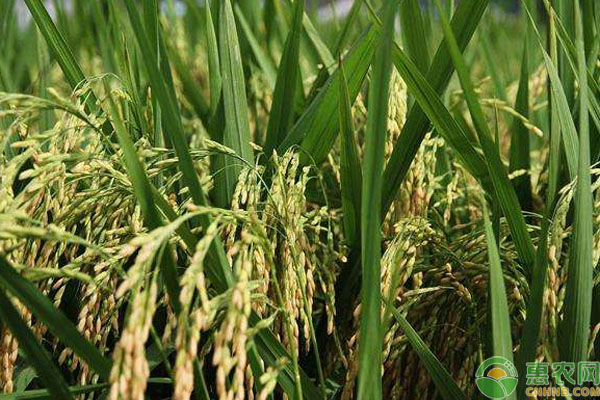 中国高产水稻品种排名