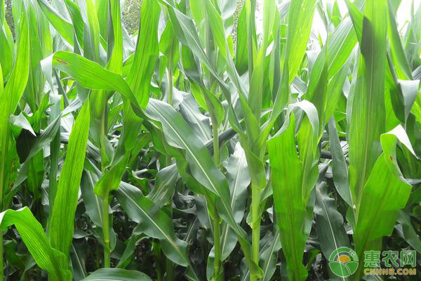 高产早熟玉米品种有哪些？