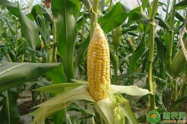 夏玉米品种排名