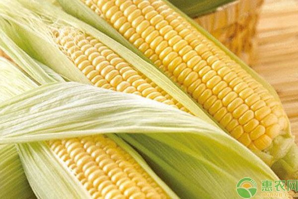 转基因玉米品种有哪些
