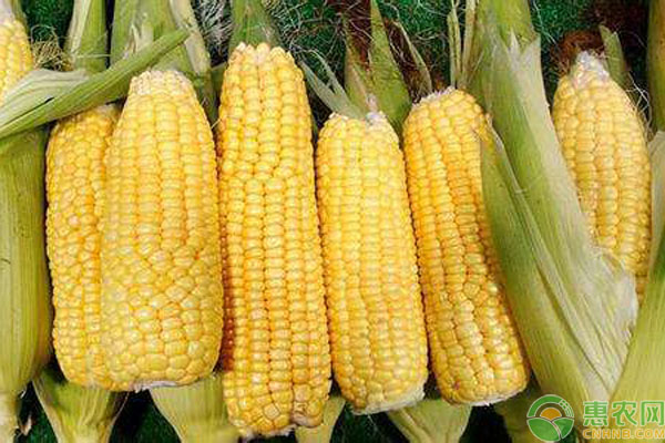 玉米有哪些优质品种