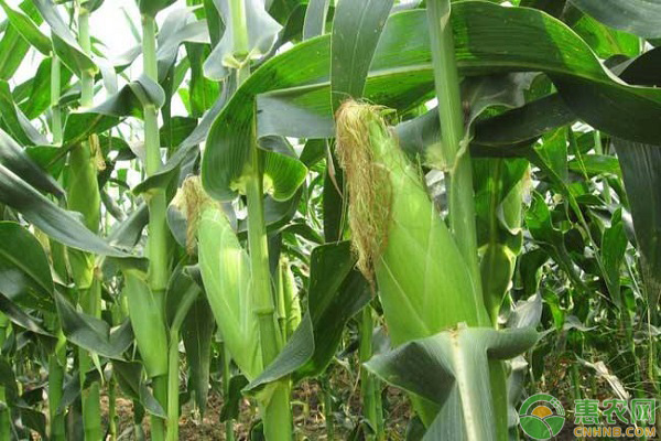 玉米品种