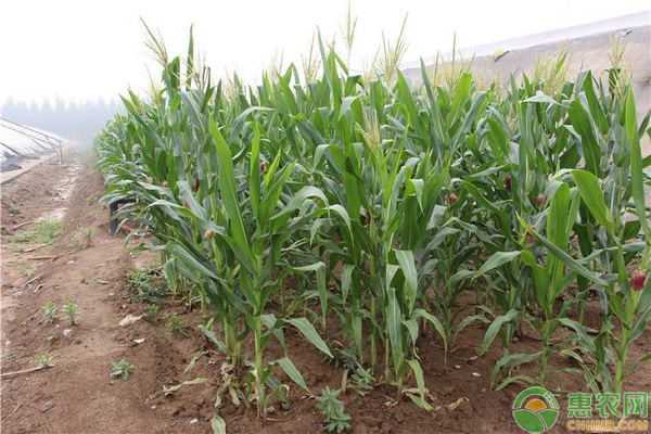 玉米品种种植推荐