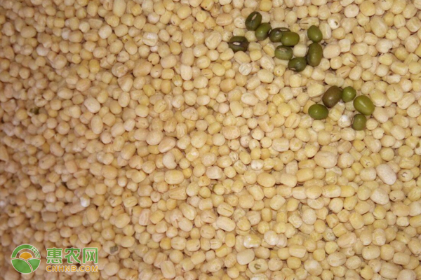 白皮绿豆是什么品种？