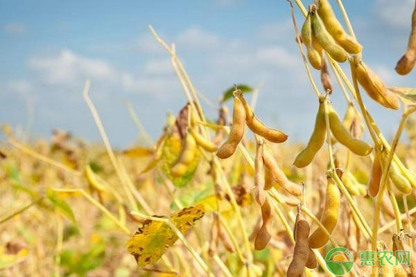2019最新大豆价格行情，影响大豆价格变动的因素