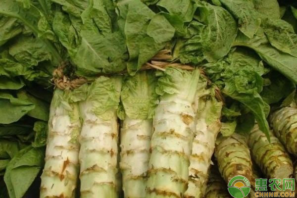 农村秋冬季节可以栽种哪些蔬菜？推荐几种比较适合的给您！