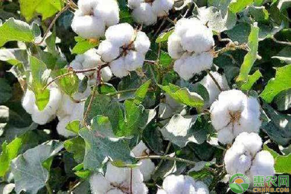 10月全国棉花主产区价格走势