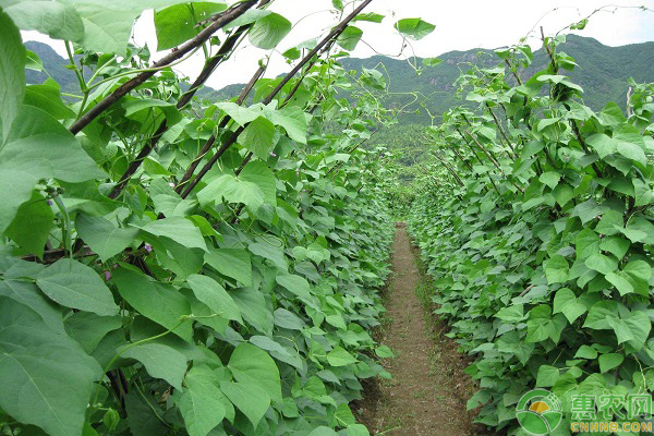 有机蔬菜的高效种植方法 有机蔬菜的高效种植方法