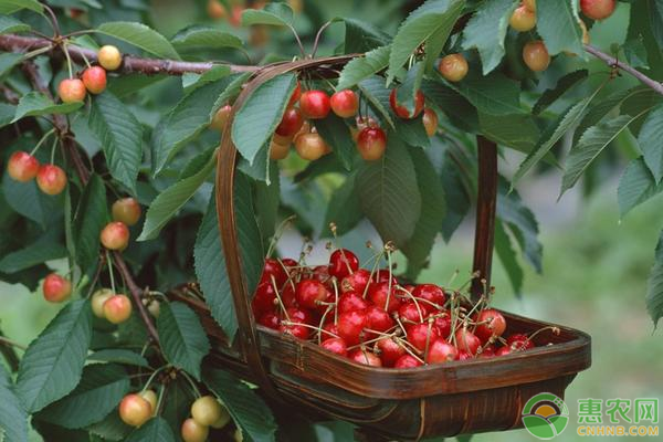 大樱桃价格多少钱一斤？大樱桃应该怎么种植？