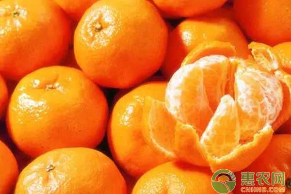 2019全国最新砂糖橘价格行情分析，未来砂糖橘种植前景怎样？