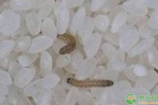 大米里常见的小黑虫子是什么？