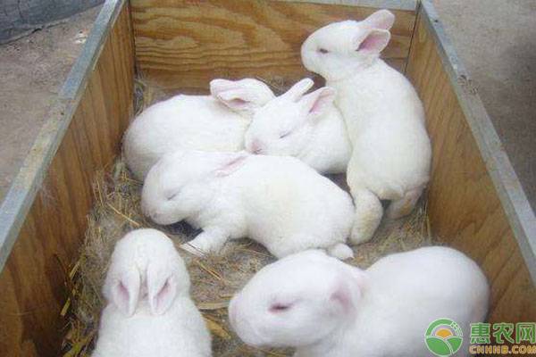 农村养兔子哪些品种比较吃香？兔子销路如何找？