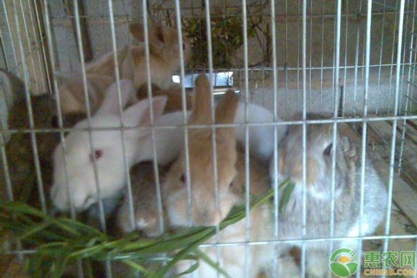 农村养兔子哪些品种比较吃香？兔子销路如何找？