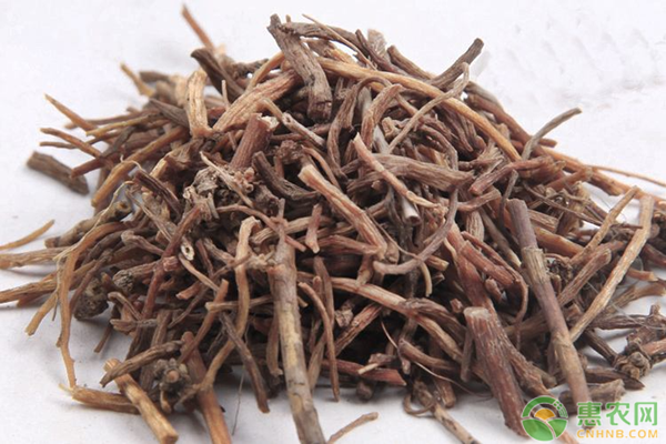 龙胆草的药理功效