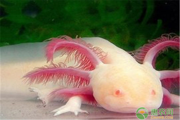 六角蝾螈吃什么食物能活多久