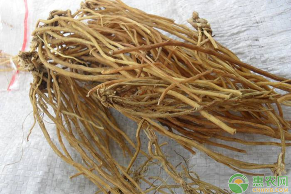龙胆草颗粒有什么功效作用及注意事项？