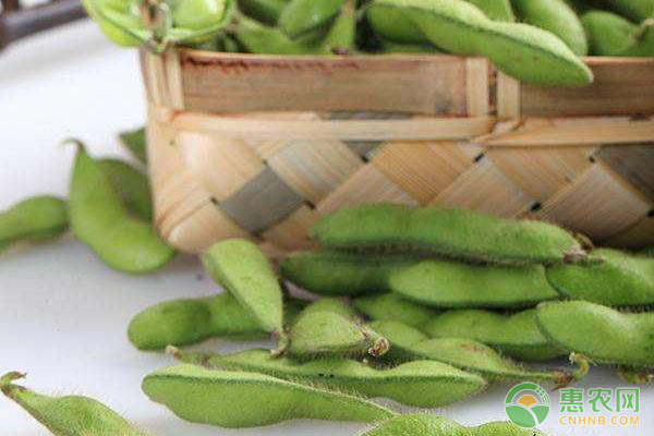 毛豆和黄豆的营养价值
