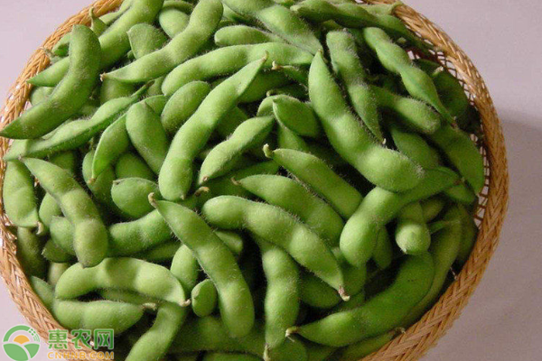 毛豆节的营养价值