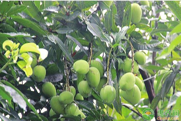 芒果种植的成本利润分析
