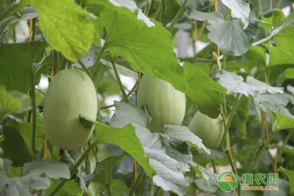 上海甜瓜多少钱一斤？2019年甜瓜种植效益分析