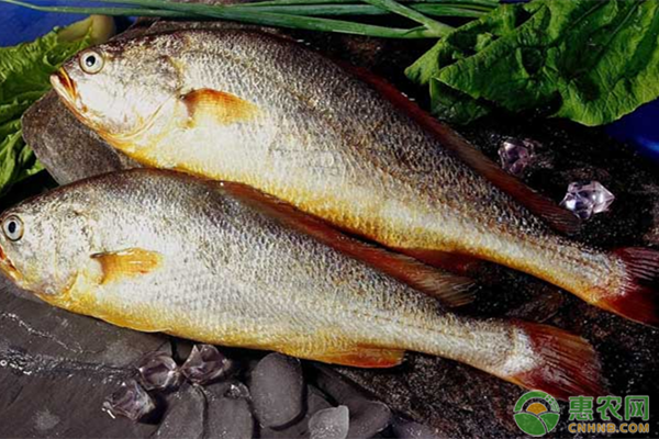 上海小黄鱼多少钱一斤？挑选新鲜小黄鱼的七个技巧