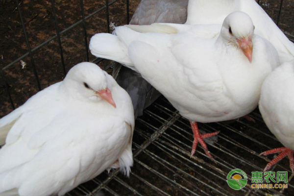 肉食白鸽子养殖方法