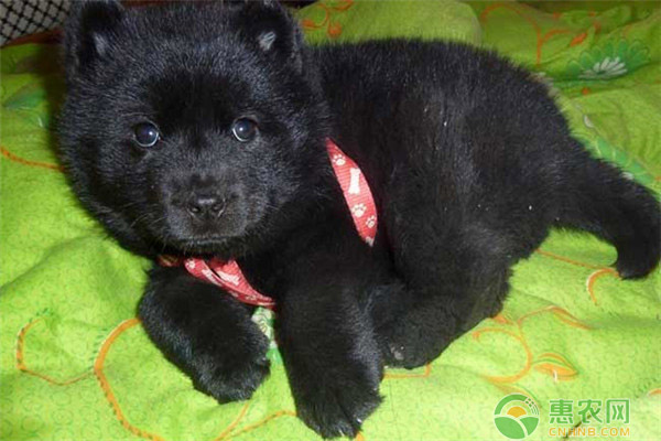 农村养啥犬挣钱？这六种犬就很不错！